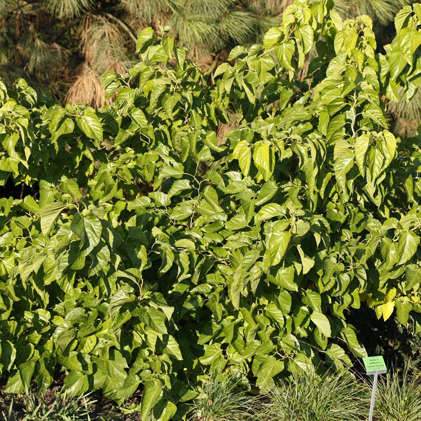 Morus latifolia Spirata - Mûrier à larges feuilles tortueux Pot de 7,5L/10L