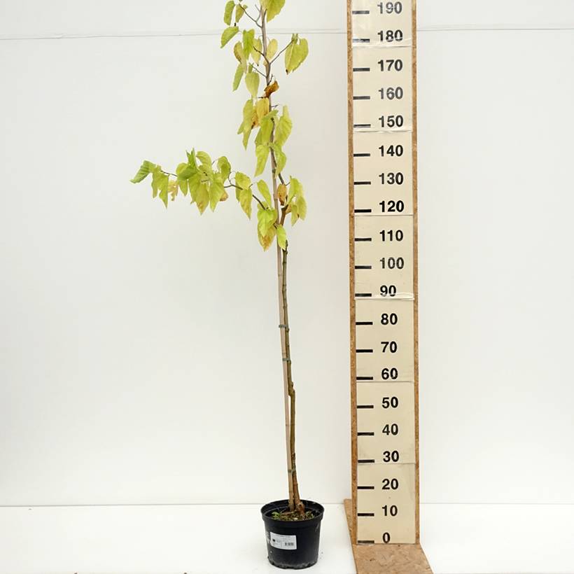 Morus latifolia Spirata - Mûrier à larges feuilles tortueux Pot de 7,5L/10L - Image 2