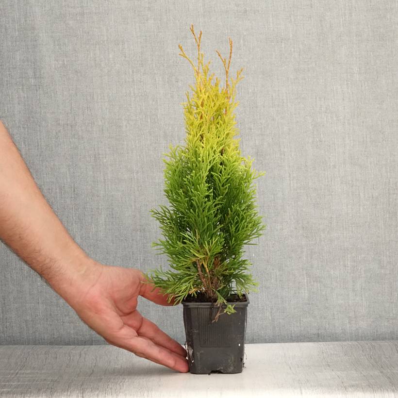 Thuja occidentalis Golden Smaragd - Thuya du Canada Godet de 8/9 cm - Image 2