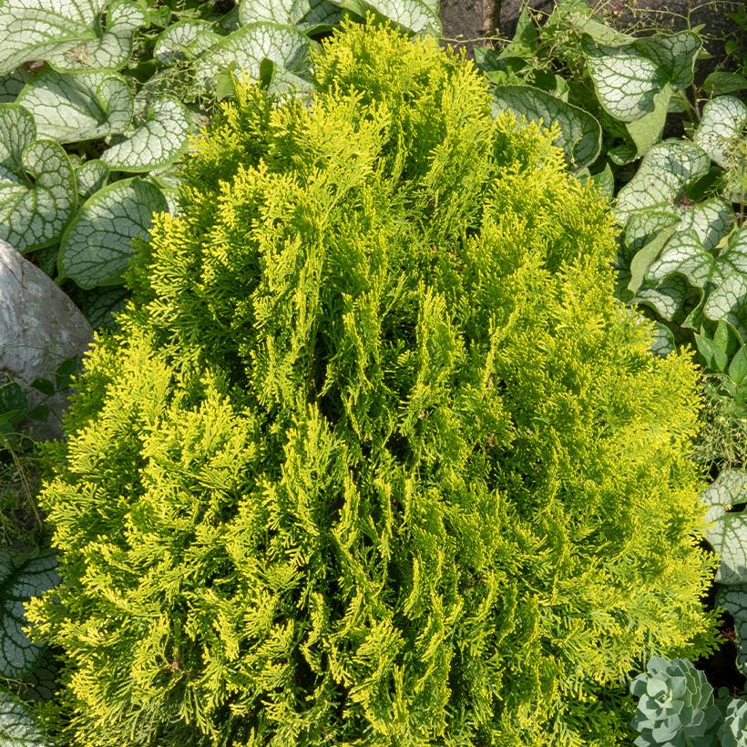 Thuja occidentalis Golden Smaragd - Thuya du Canada Godet de 8/9 cm - Image 1