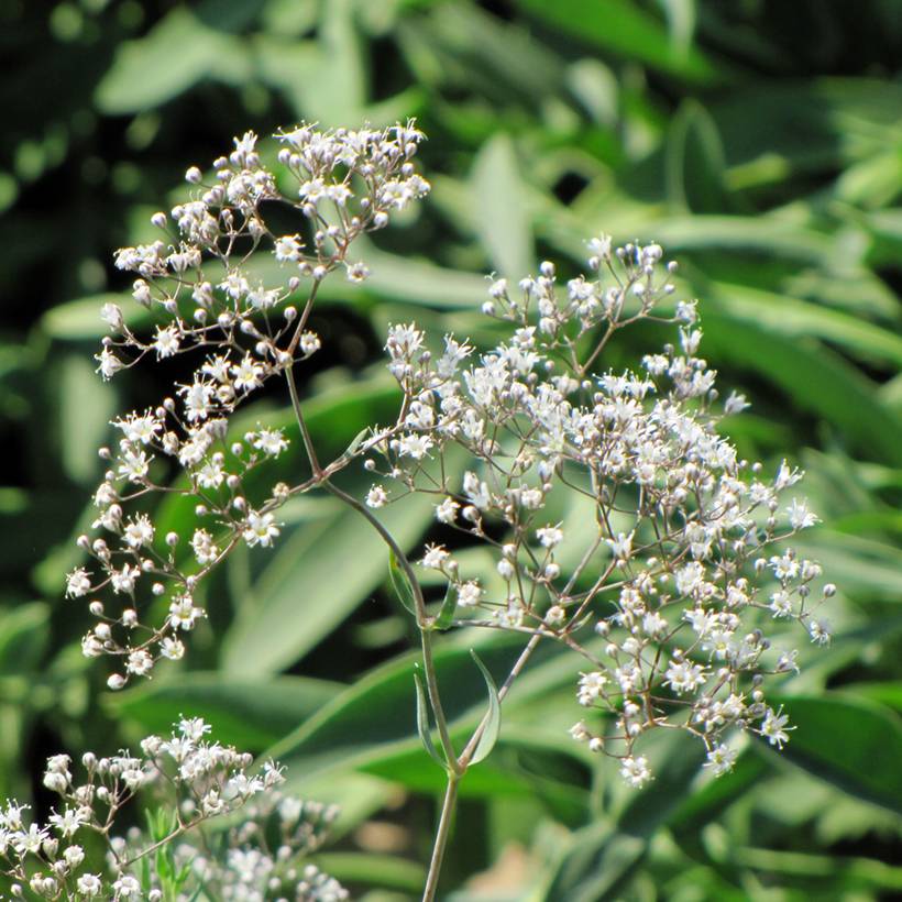 Graines de Gypsophile paniculata Œillet d'Amour (vivace) le sachet de 400 graines environ (0,4g)