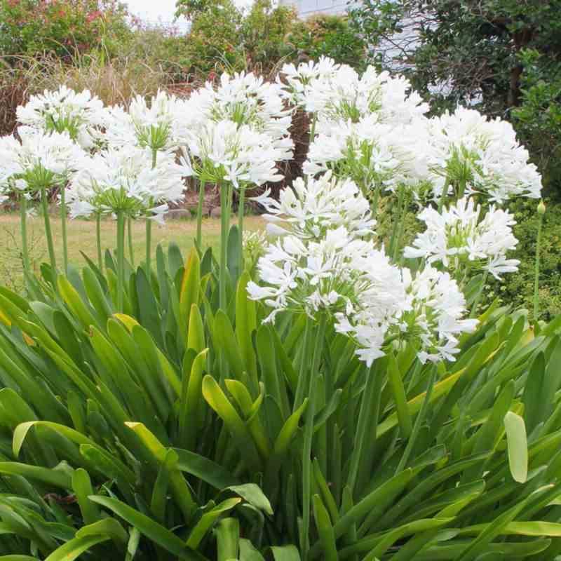 Sans Marque - Agapanthus africanus blanche (Agapanthe) Couleur floraison:Blanc - Taille:Pot de 7 litres - 30/40cm - Image 3