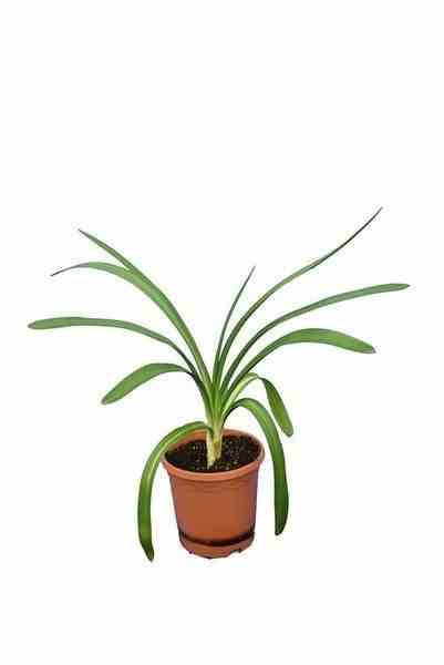 Sans Marque - Agapanthus africanus blanche (Agapanthe) Couleur floraison:Blanc - Taille:Pot de 7 litres - 30/40cm - Image 1