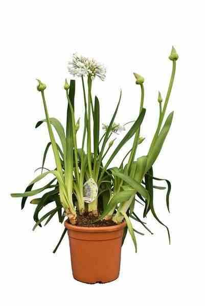 Sans Marque - Agapanthus africanus blanche (Agapanthe) Couleur floraison:Blanc - Taille:Pot de 7 litres - 30/40cm - Image 2