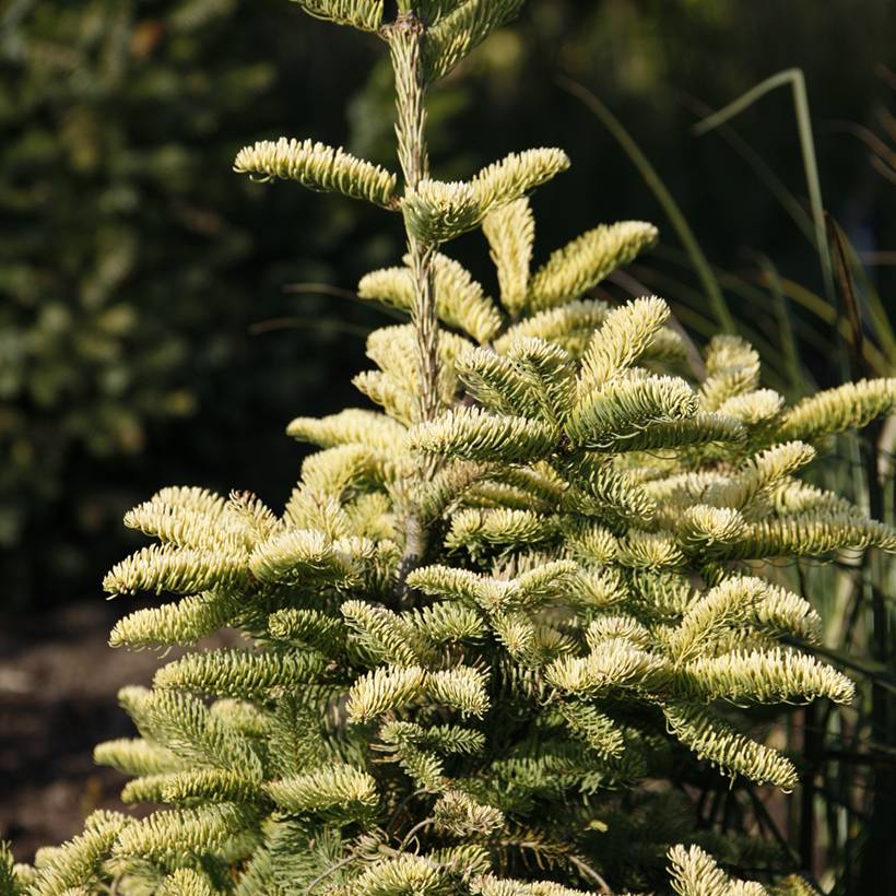 Promesse de Fleurs - Sapin noble - Abies procera Sherwoodii Pot de 3L/4L