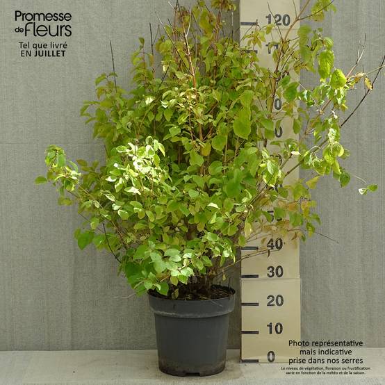 Promesse de Fleurs - Cornus sanguinea Mid Winter Fire - Cornouiller sanguin Pot de 6L/7L - Image 2