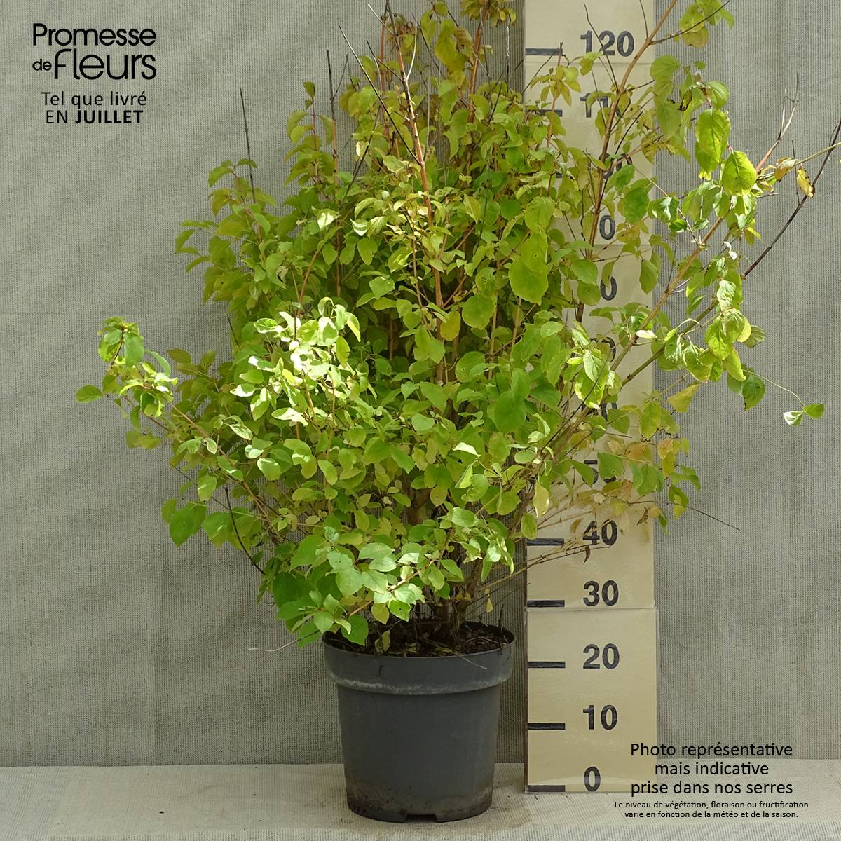 Promesse de Fleurs - Cornus sanguinea Mid Winter Fire - Cornouiller sanguin Pot de 6L/7L - Image 2