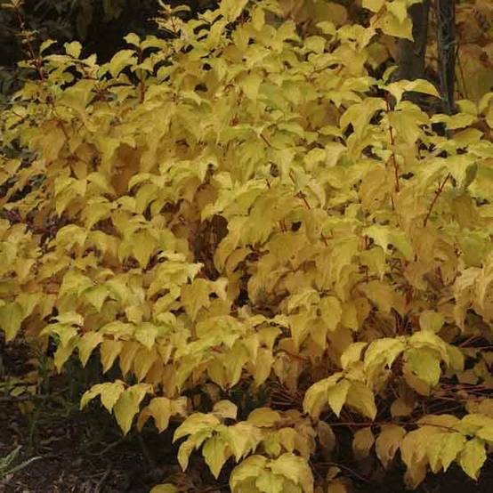Promesse de Fleurs - Cornus sanguinea Mid Winter Fire - Cornouiller sanguin Pot de 6L/7L - Image 1