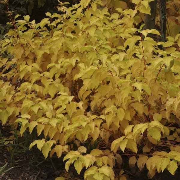 Promesse de Fleurs - Cornus sanguinea Mid Winter Fire - Cornouiller sanguin Pot de 6L/7L - Image 1