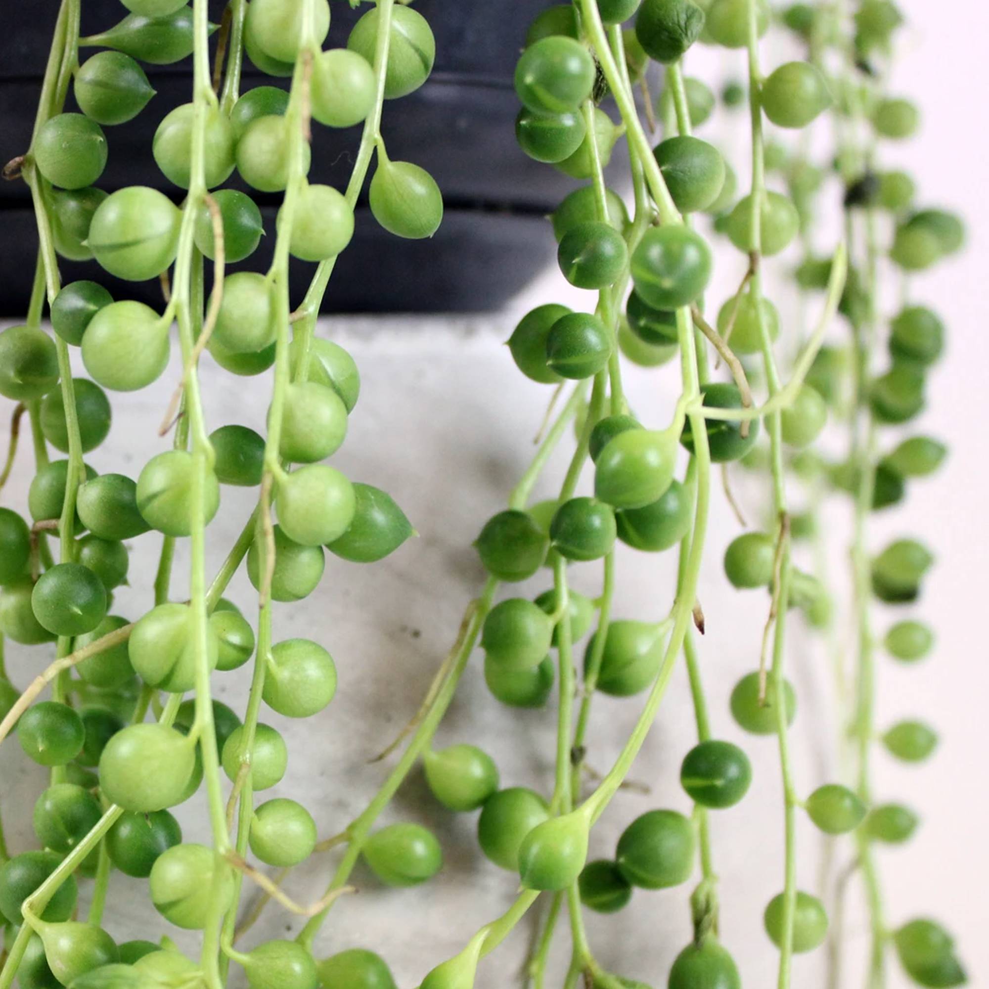 Gardenersdream - Plante Collier De Perles Séneçon De Rowley Senecio Rowleyanus Bureau Maison (Hauteur 20-30 Cm) - GardenersDream - Image 2