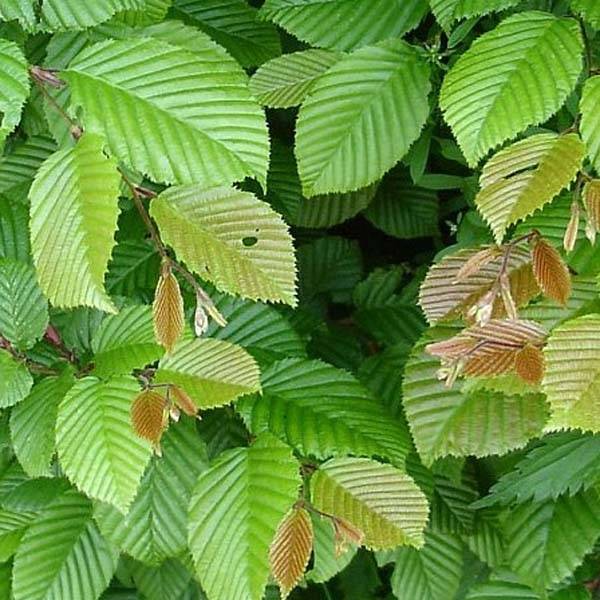 Promesse de Fleurs - Carpinus betulus - Charme commun, Charmille Pot de 2L/3L - Image 1