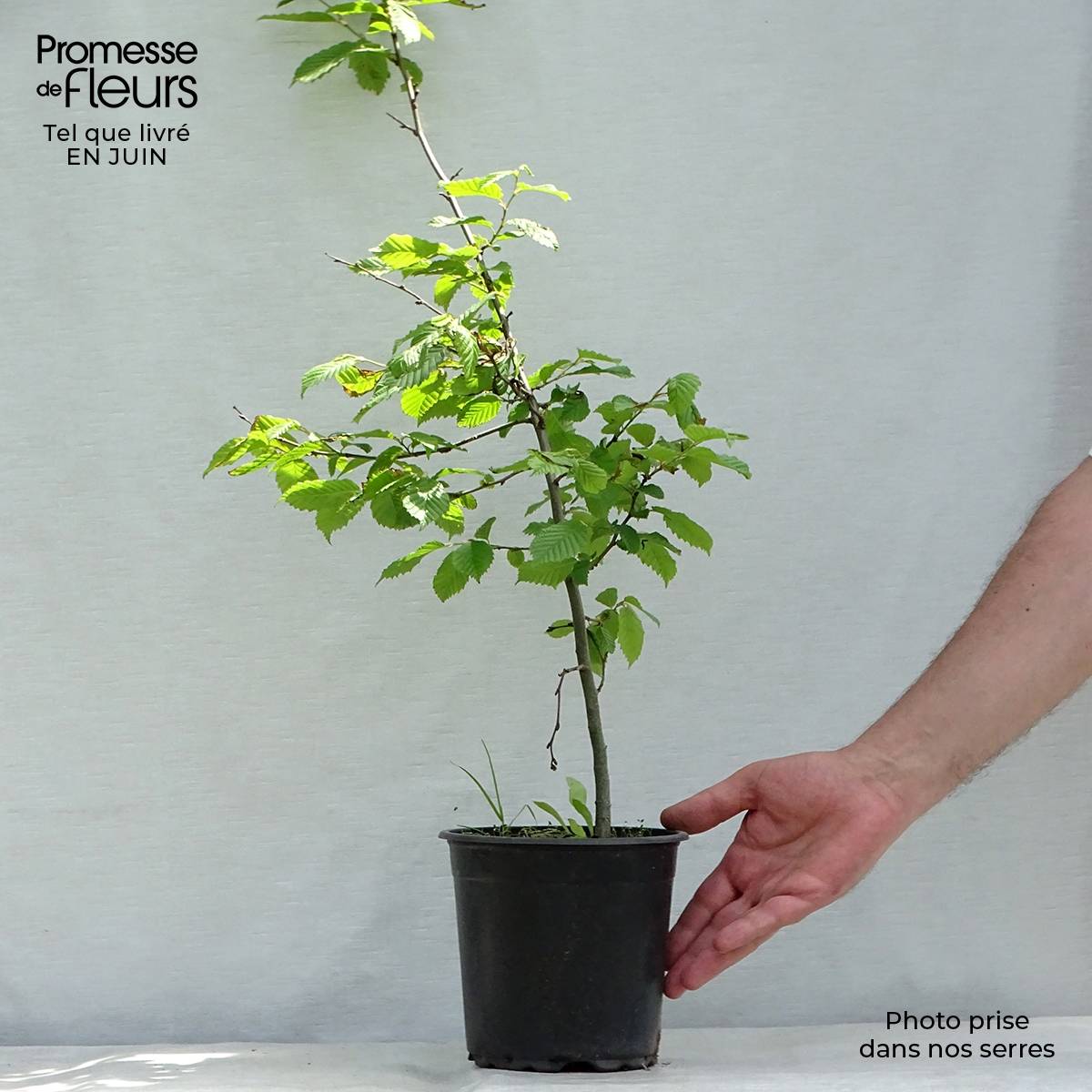 Promesse de Fleurs - Carpinus betulus - Charme commun, Charmille  Pot de 2L/3L - Image 2