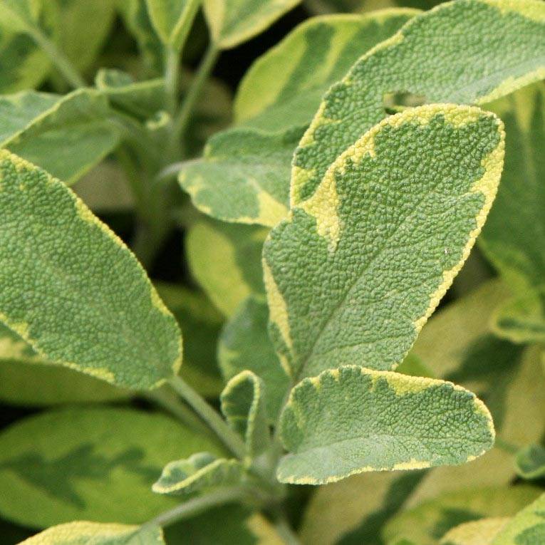 Salvia officinalis Aurea - Sauge officinale Aurea Godet de 7/8 cm