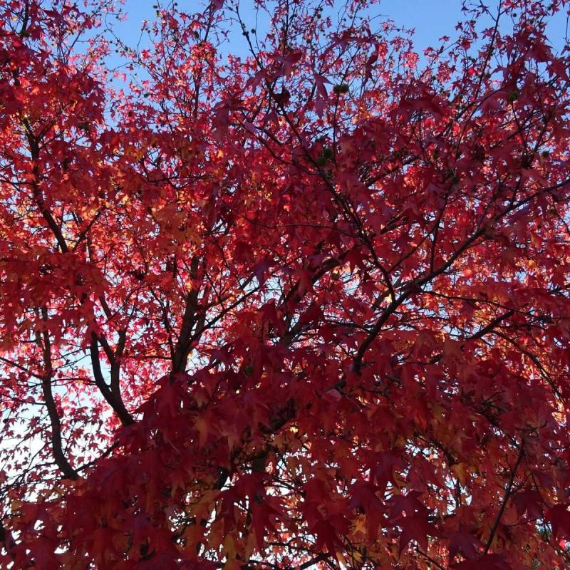 Copalme d'Amérique, Liquidambar - Pot de 25L - 175/200 cm - Image 5