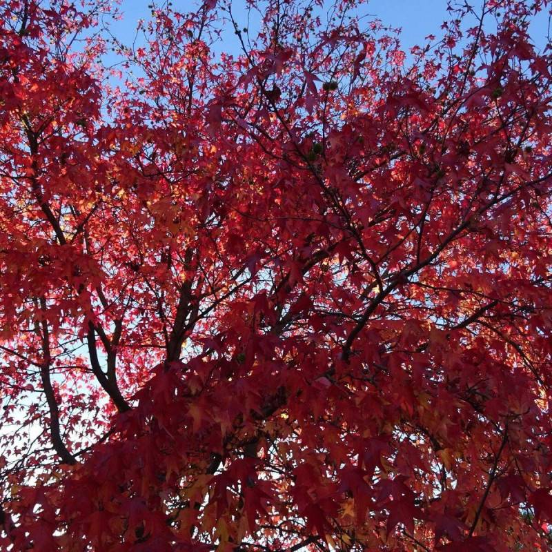 Copalme d'Amérique, Liquidambar - Pot de 25L - 175/200 cm - Image 9