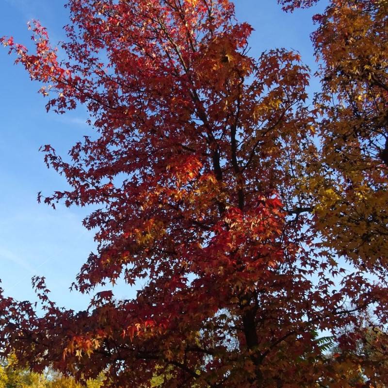 Copalme d'Amérique, Liquidambar - Pot de 25L - 175/200 cm - Image 7