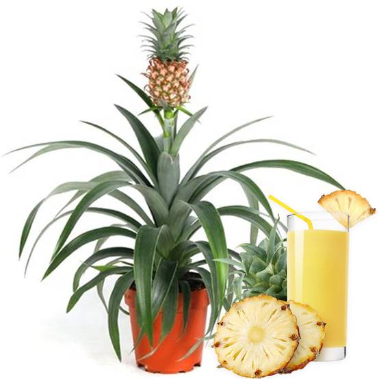 Gardenersdream - Ananas Comosus Amigo Plante D'Ananas Pour Maison Ou Bureau (35-45Cm Pot Inclus) - GardenersDream - Image 1