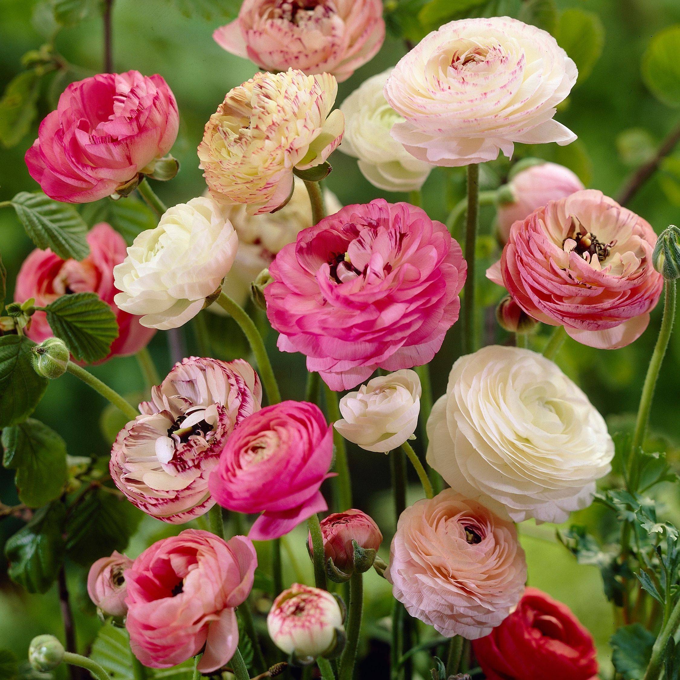 Plant In A Box - Renoncule - Set de 40 - Ranunculus - Bulbes à fleurs - Image 2