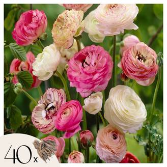 Plant In A Box - Renoncule - Set de 40 - Ranunculus - Bulbes à fleurs