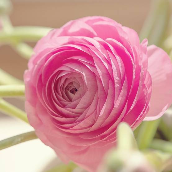 Plant In A Box - Renoncule - Set de 40 - Ranunculus - Bulbes à fleurs - Image 5