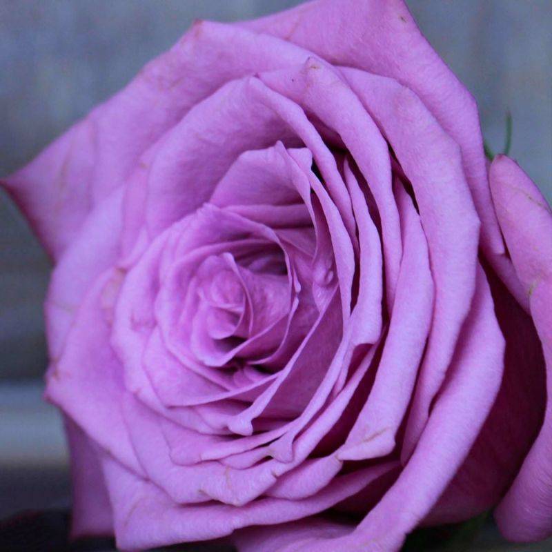 Rosier 'Violette Parfumée' ® (Rosa 'Violette Parfumée' ®) - Racines nues - Taille 20 à 30cm - Pépinières Naudet - Image 1