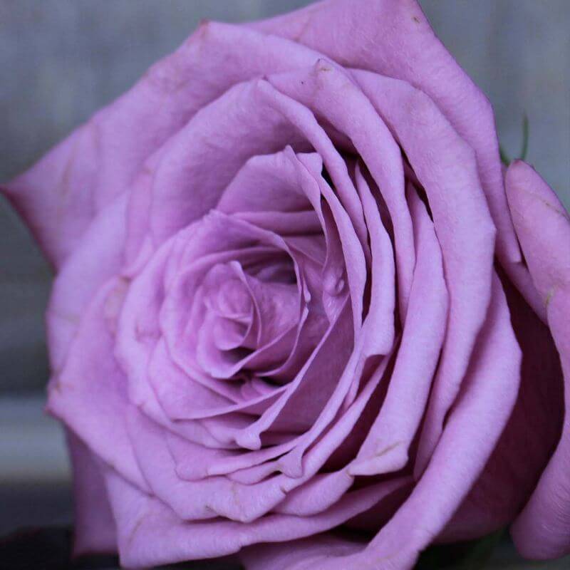 Rosier 'Violette Parfumée' ® (Rosa 'Violette Parfumée' ®) - Racines nues - Taille 20 à 30cm - Pépinières Naudet - Image 3