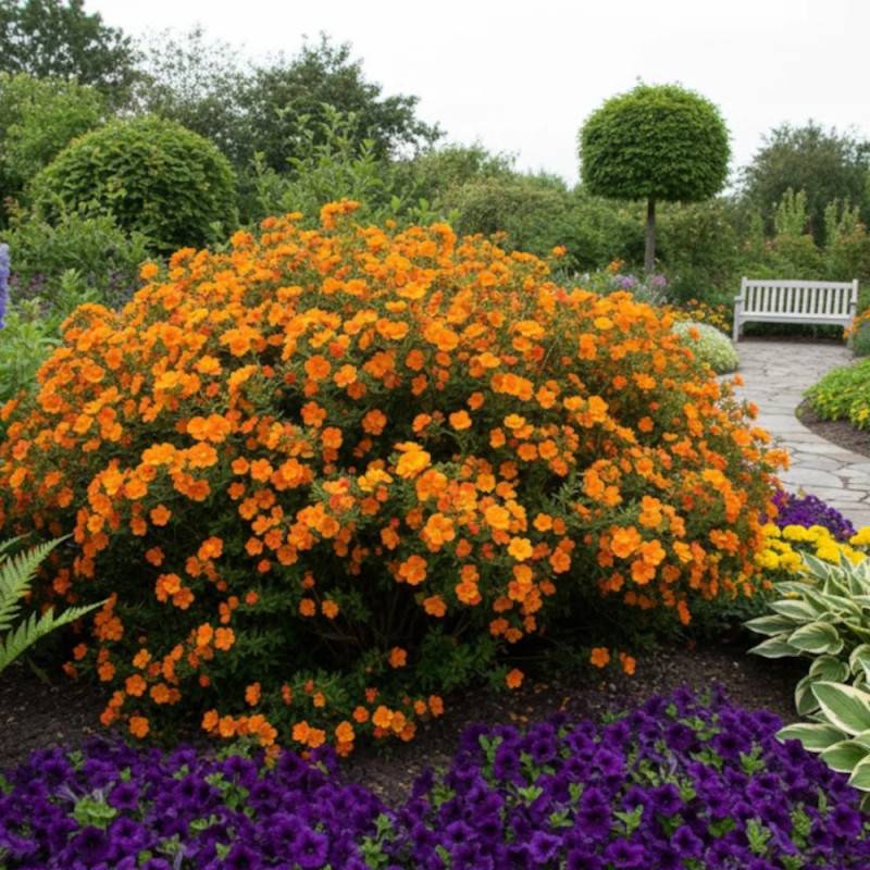 Potentille arbustive Double Punch® Tango 'MINORA07', Potentilla à fleurs Orange - feuillage Caduc - Pot de 1,5L - 20/50 cm-  hauteur à maturité De 0,5 - Image 4