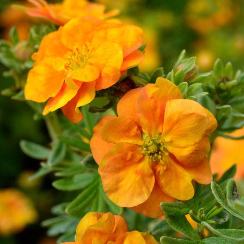 Potentille arbustive Double Punch® Tango 'MINORA07', Potentilla à fleurs Orange - feuillage Caduc - Pot de 1,5L - 20/50 cm-  hauteur à maturité De 0,5 - Image 2