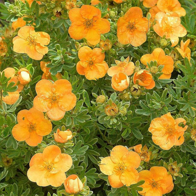 Potentille arbustive Double Punch® Tango 'MINORA07', Potentilla à fleurs Orange - feuillage Caduc - Pot de 1,5L - 20/50 cm-  hauteur à maturité De 0,5 - Image 5