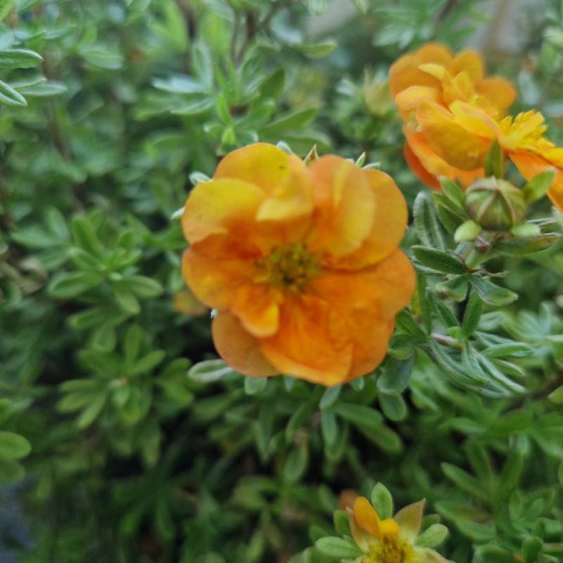 Potentille arbustive Double Punch® Tango 'MINORA07', Potentilla à fleurs Orange - feuillage Caduc - Pot de 1,5L - 20/50 cm-  hauteur à maturité De 0,5 - Image 7