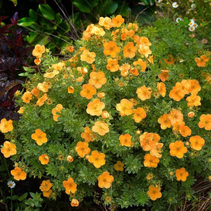 Potentille arbustive Double Punch® Tango 'MINORA07', Potentilla à fleurs Orange - feuillage Caduc - Pot de 1,5L - 20/50 cm-  hauteur à maturité De 0,5 - Image 6