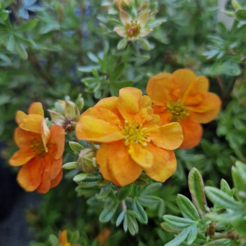 Potentille arbustive Double Punch® Tango 'MINORA07', Potentilla à fleurs Orange - feuillage Caduc - Pot de 1,5L - 20/50 cm-  hauteur à maturité De 0,5 - Image 8