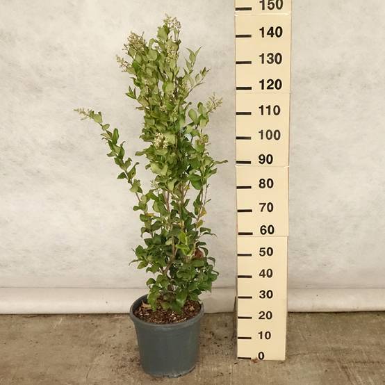 Troène du Texas - Ligustrum japonicum Texanum Pot de 7,5L/10L - Image 2