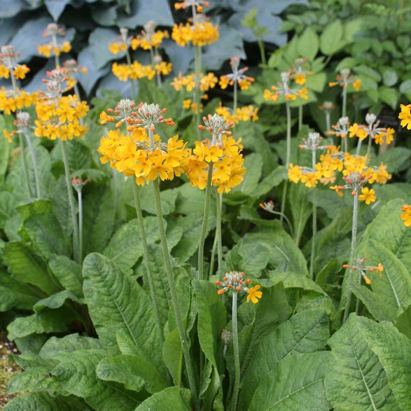 Promesse de Fleurs - Primevère candélabre - Primula bulleyana Godet de 8/9 cm