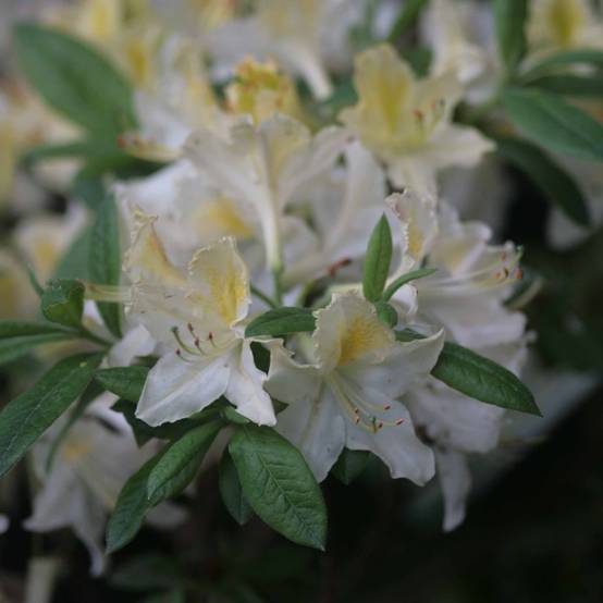 Azalée de Chine Daviesii - Azalea mollis Pot de 4L/5L - Image 1