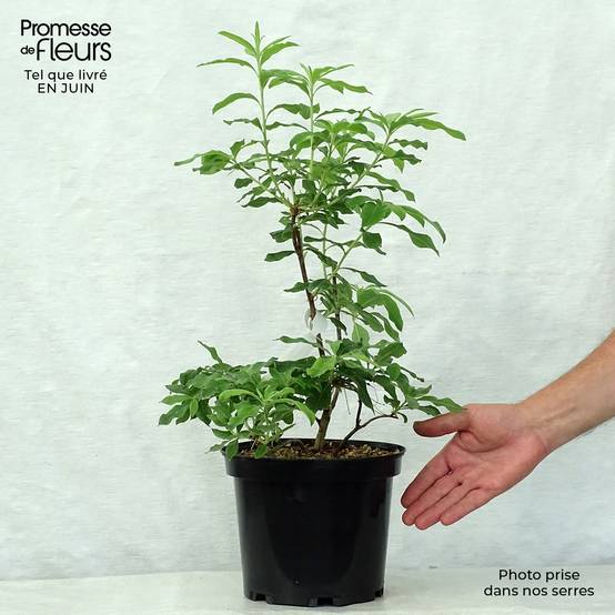 Azalée de Chine Daviesii - Azalea mollis Pot de 4L/5L - Image 2