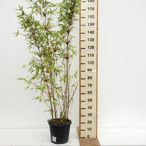 Promesse de Fleurs - Bambusa multiplex Alphonse Karr - Bambou d'intérieur Pot de 12L/15L - Image 2