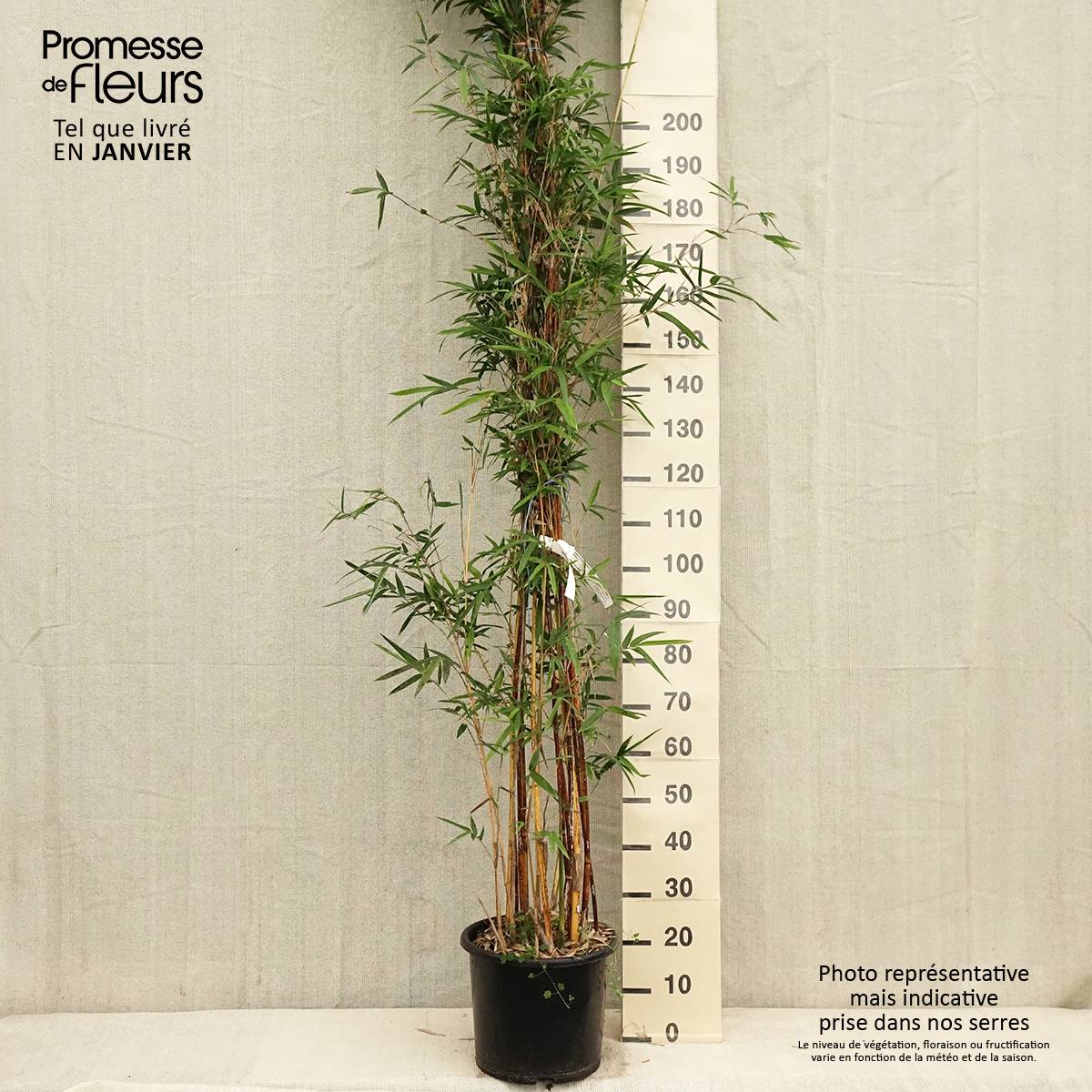 Promesse de Fleurs - Bambusa multiplex  Alphonse Karr - Bambou d'intérieur Pot de 12L/15L - Image 1