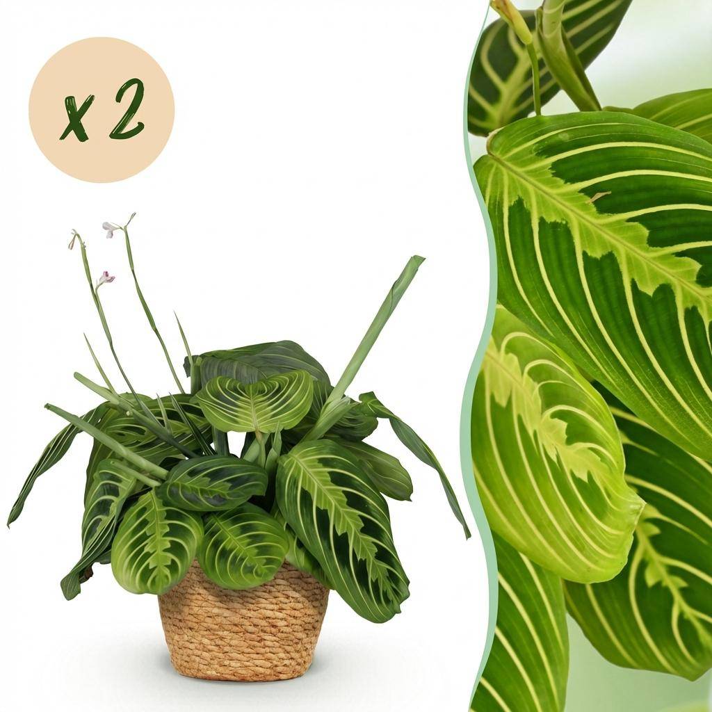 Maranta Fascinator Lemon Lime - Pet-friendly - Plante de prière - Pot de 12cm - Hauteur 25-35cm - 2 plantes - Panier - Plantes d'intérieur - Image 1
