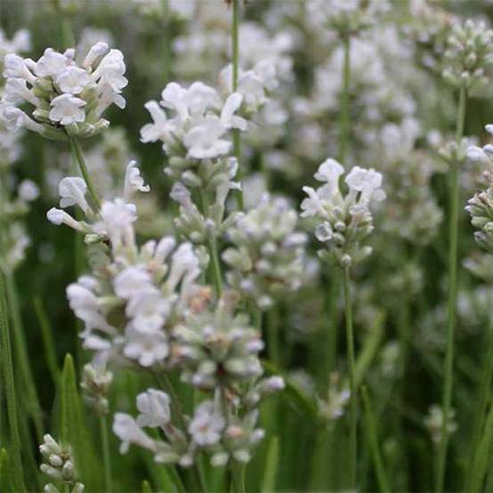 Promesse de Fleurs - Lavande Arctic Snow - Lavandula angustifolia Pot de 2L/3L