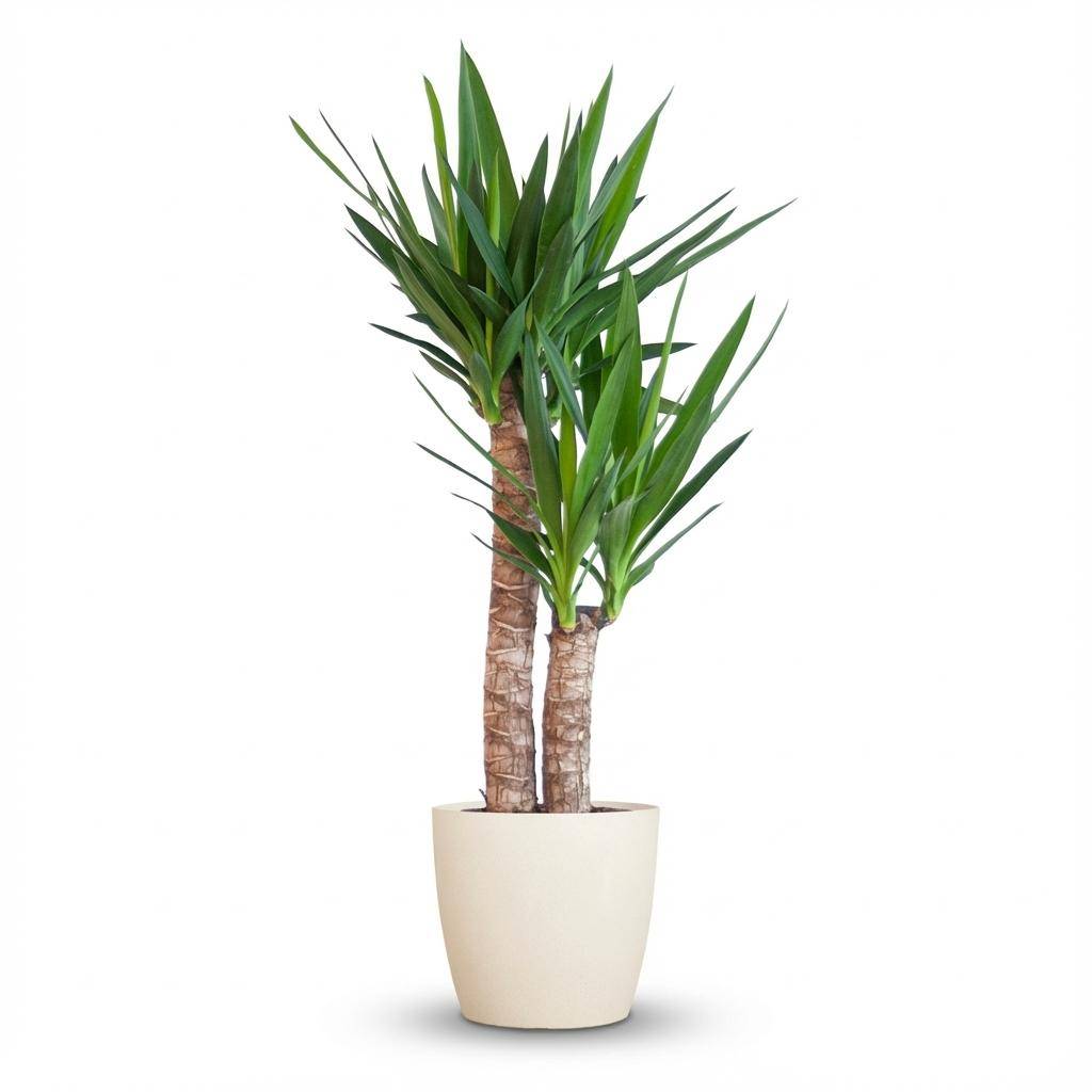 Yucca Elephantipes - Pot de 21cm - Hauteur 80 - 90cm - Blanc - Plantes d'intérieur - Image 1