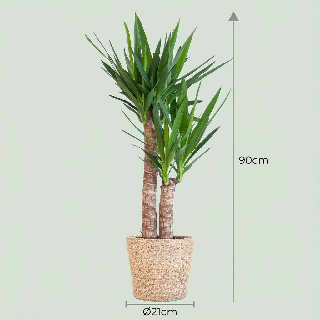 Yucca Elephantipes - Pot de 21cm - Hauteur 80 - 90cm - Blanc - Plantes d'intérieur - Image 10