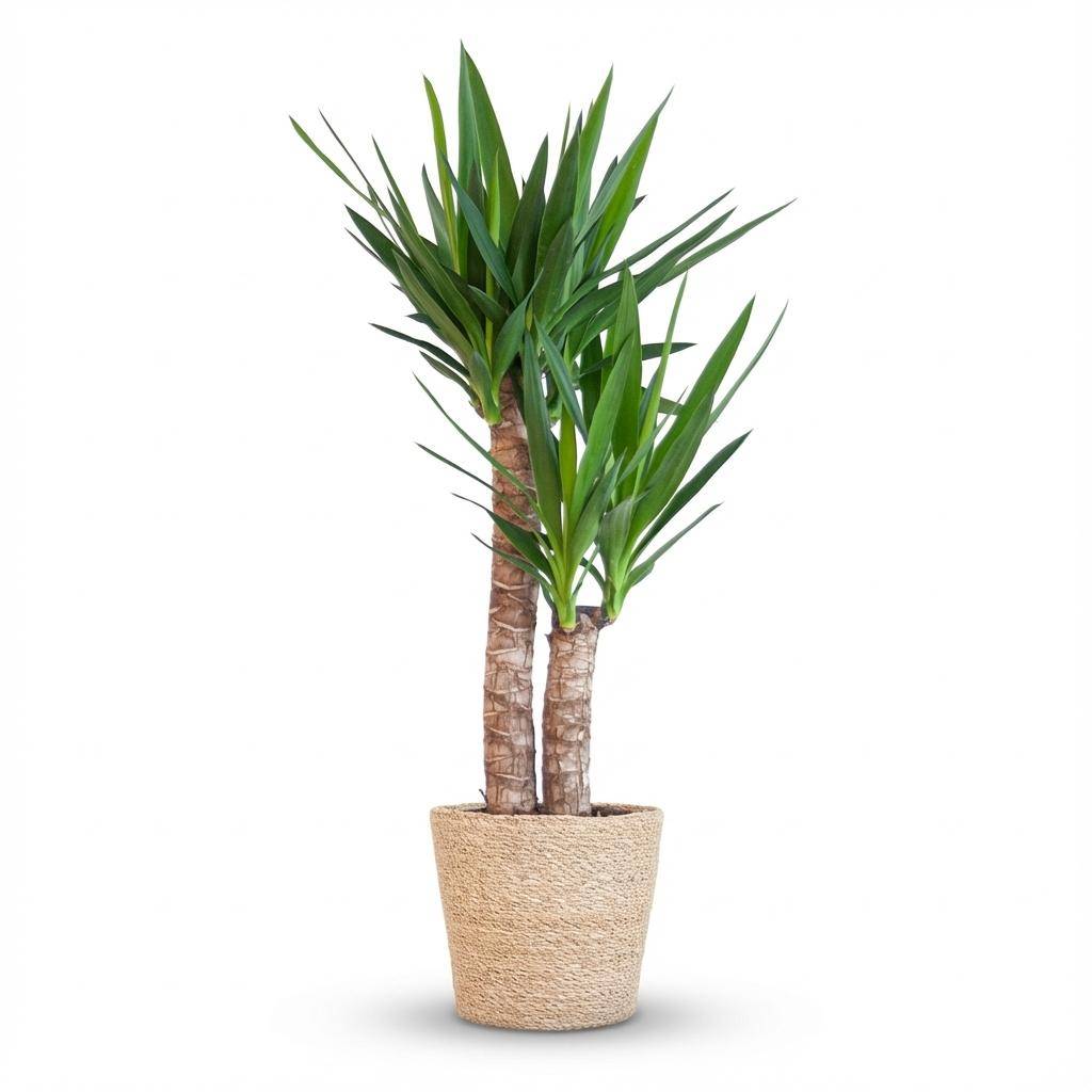 Yucca Elephantipes - Pot de 21cm - Hauteur 80 - 90cm - Blanc - Plantes d'intérieur - Image 8