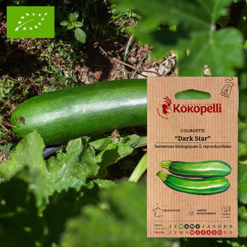 Association Kokopelli - Courgette Dark Star- Graines bio à semer - Image 1