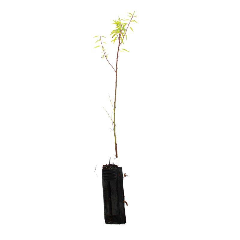 Amandier (Prunus dulcis) - Godet - Taille 20/40cm - Pépinières Naudet - Image 3