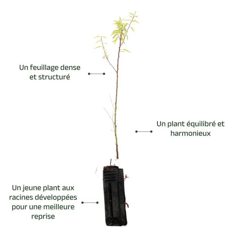 Amandier (Prunus dulcis) - Godet - Taille 20/40cm - Pépinières Naudet - Image 4