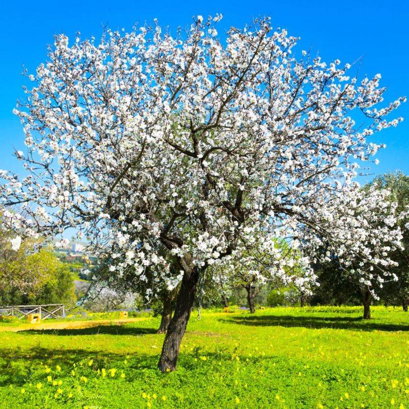 Amandier (Prunus dulcis) - Godet - Taille 20/40cm - Pépinières Naudet - Image 1