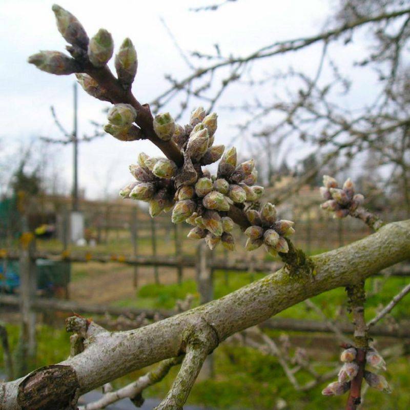 Amandier (Prunus dulcis) - Godet - Taille 20/40cm - Pépinières Naudet - Image 2