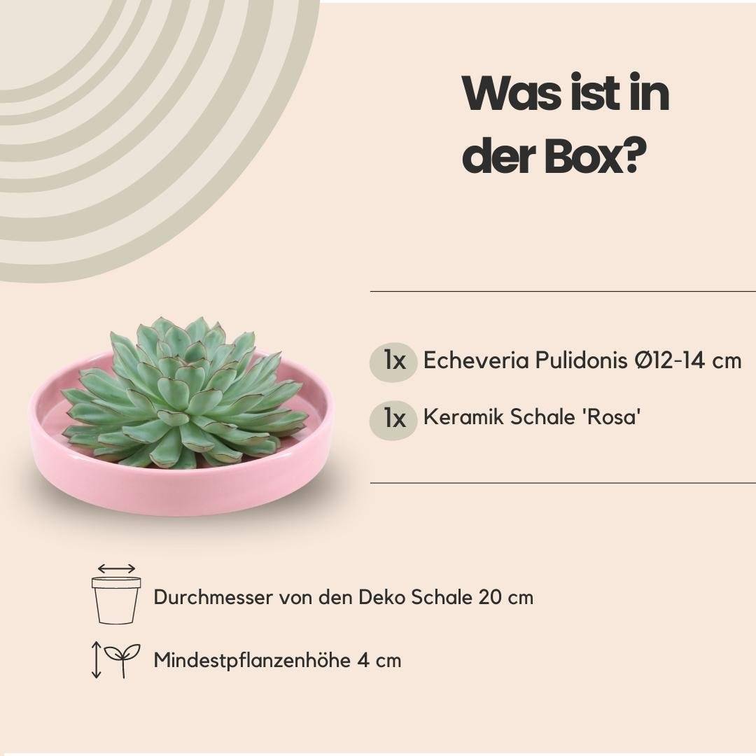 Echeveria Pulidonis Sans Racines en Coupelle Rose- La Green Touch - Image 4