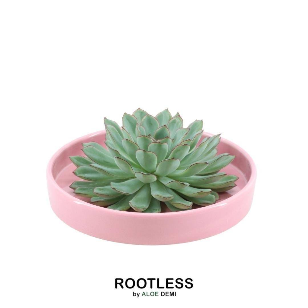 Echeveria Pulidonis Sans Racines en Coupelle Rose- La Green Touch - Image 1